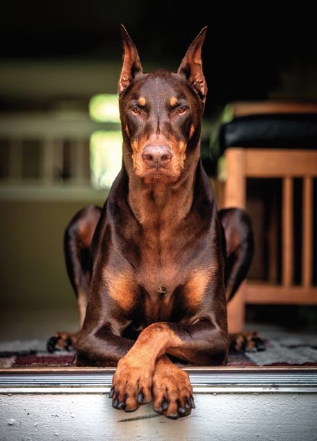 Doberman