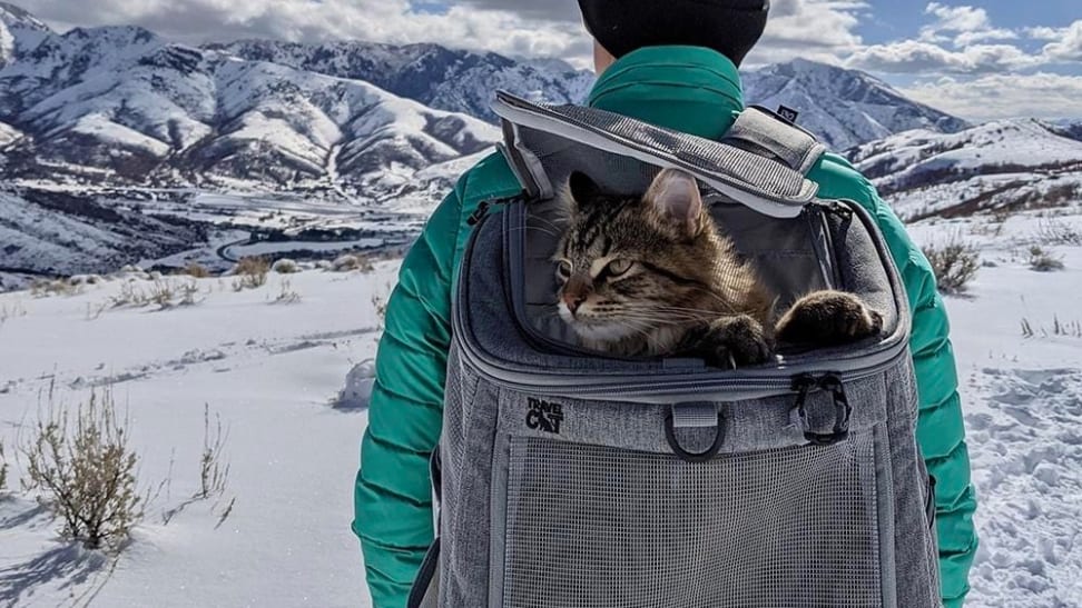 cat in backpack