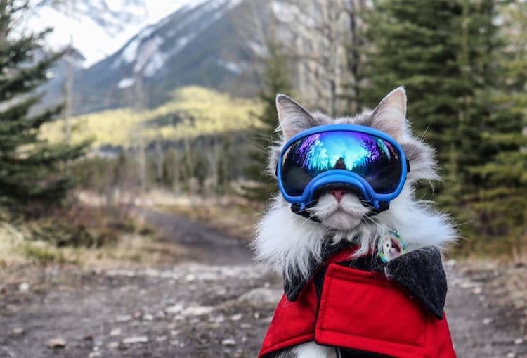 cat with goggles