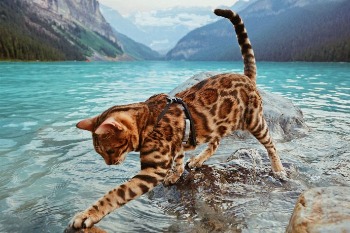 cat in lake