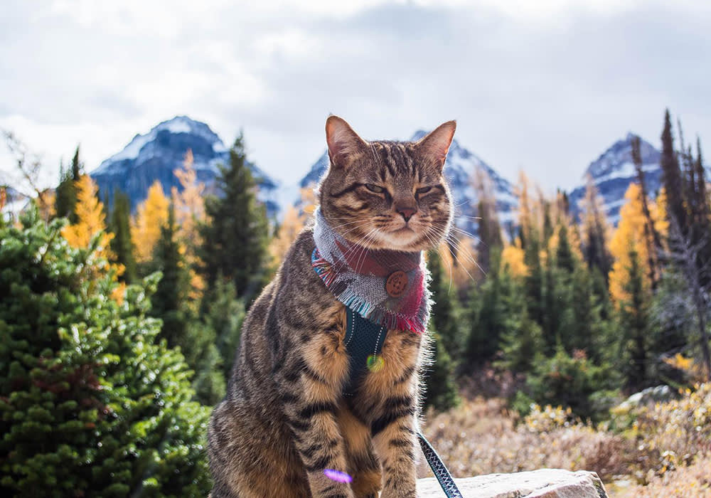 cat in harness outdoors