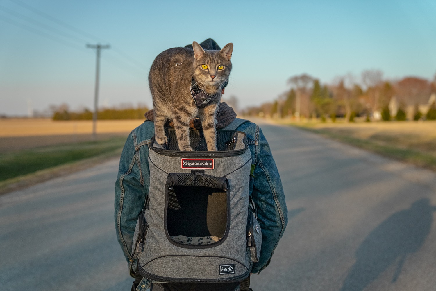 cat on backpack