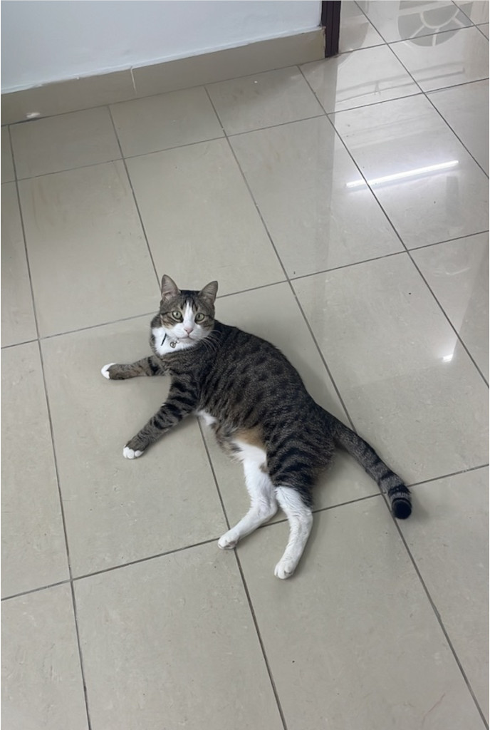 My rescue cat and old boy, Mog!