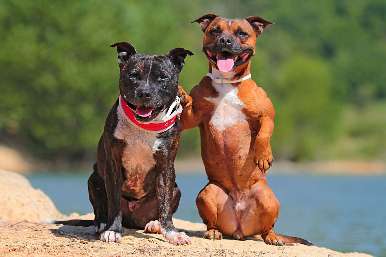 image of 2 staffy dogs