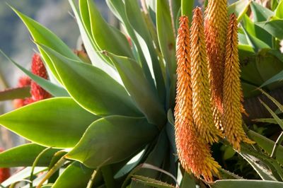 aloe plant