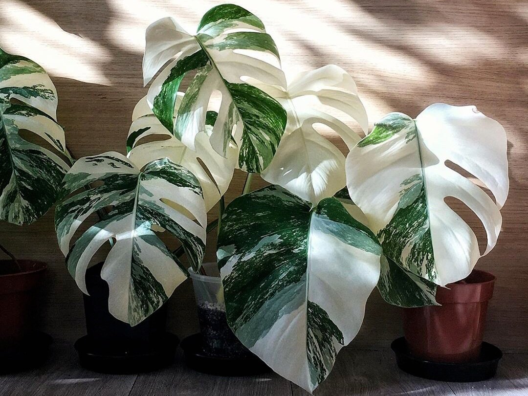 Monstera Deliciosa