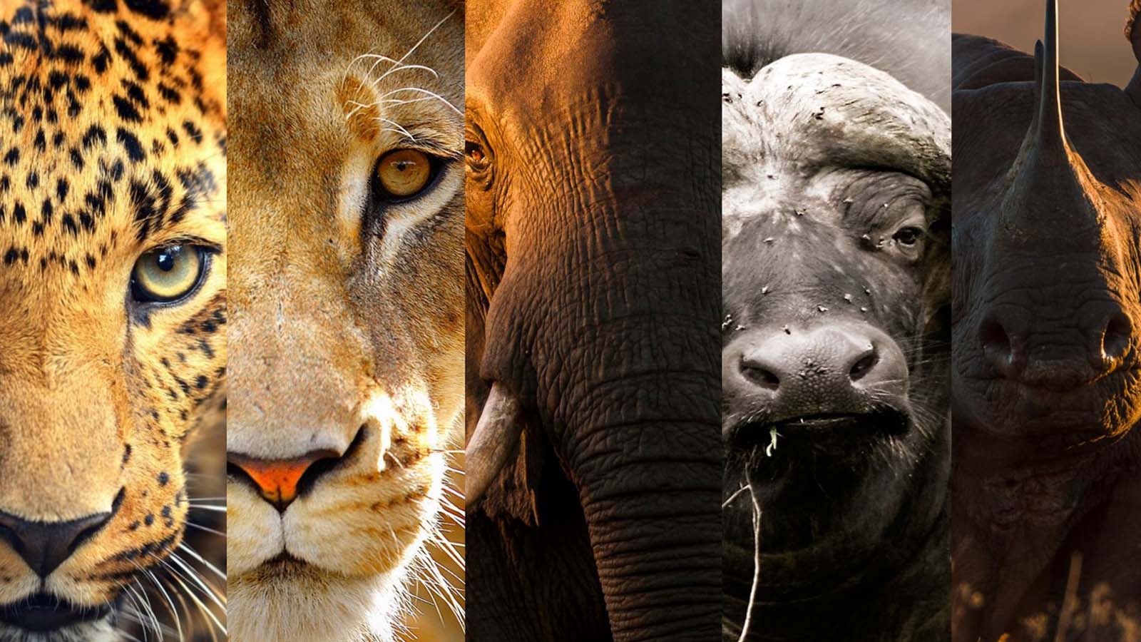 Big Five Animals