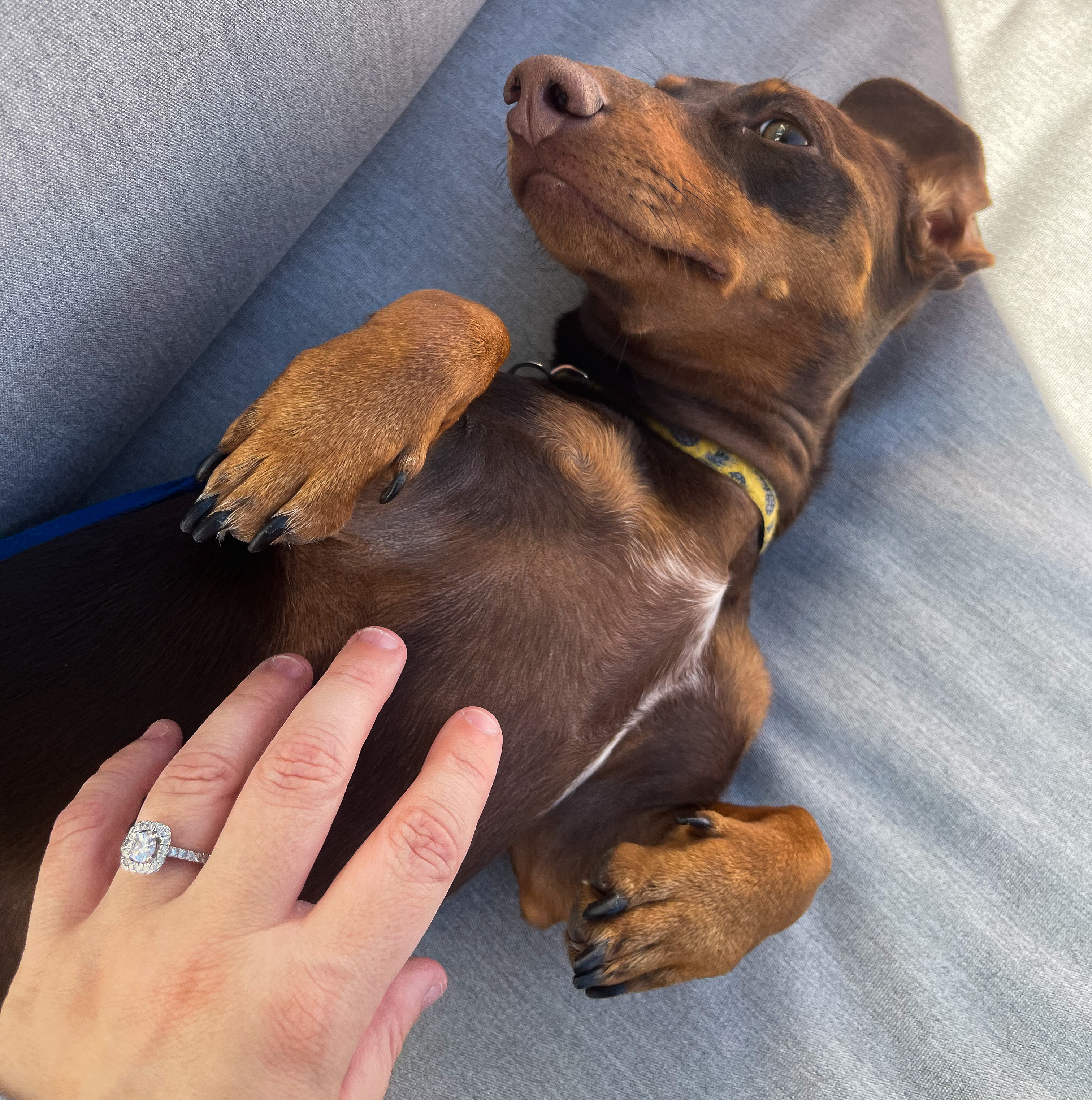 Chocolate and Tan Miniature Dachshund