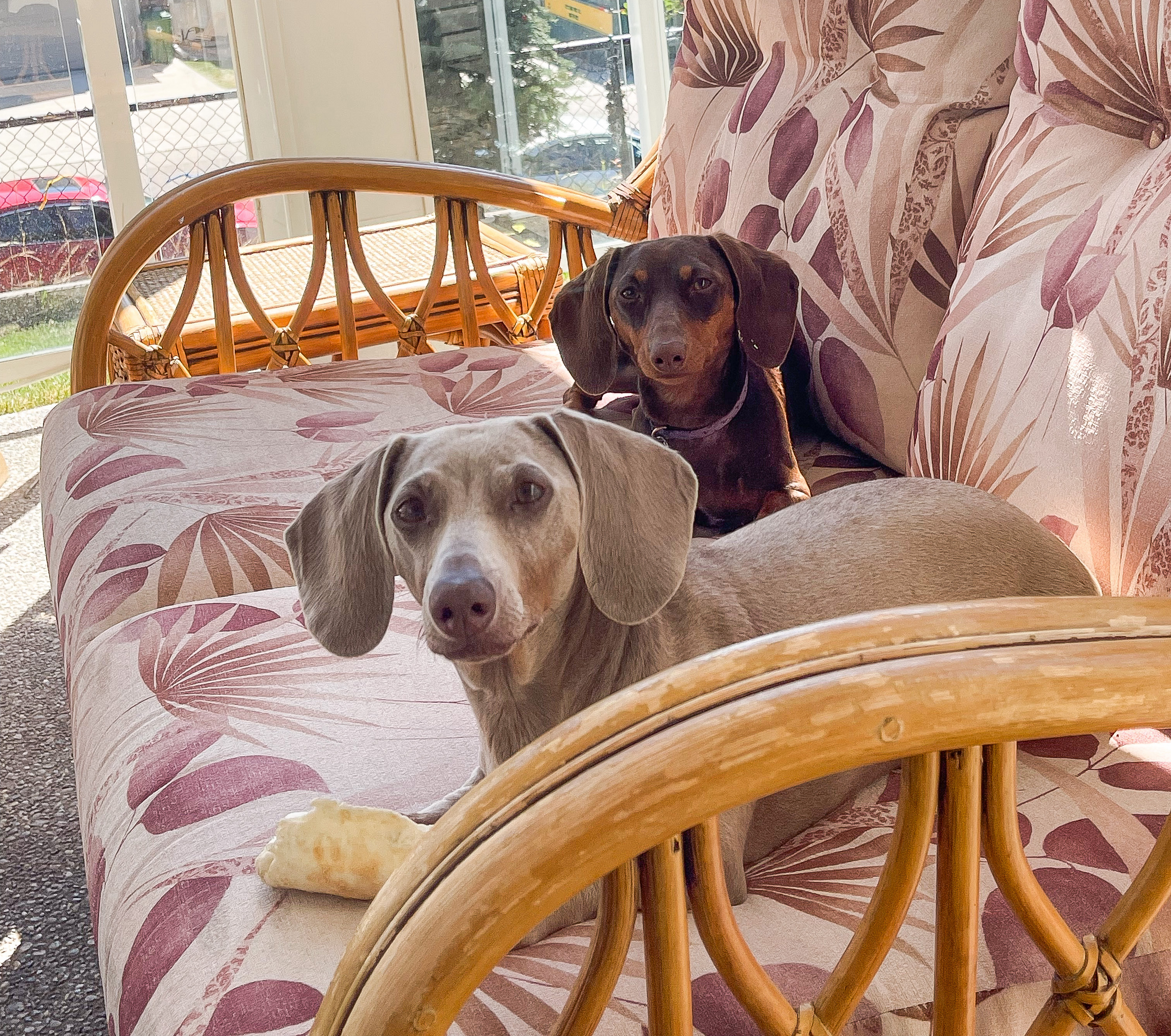 two miniature dachshunds