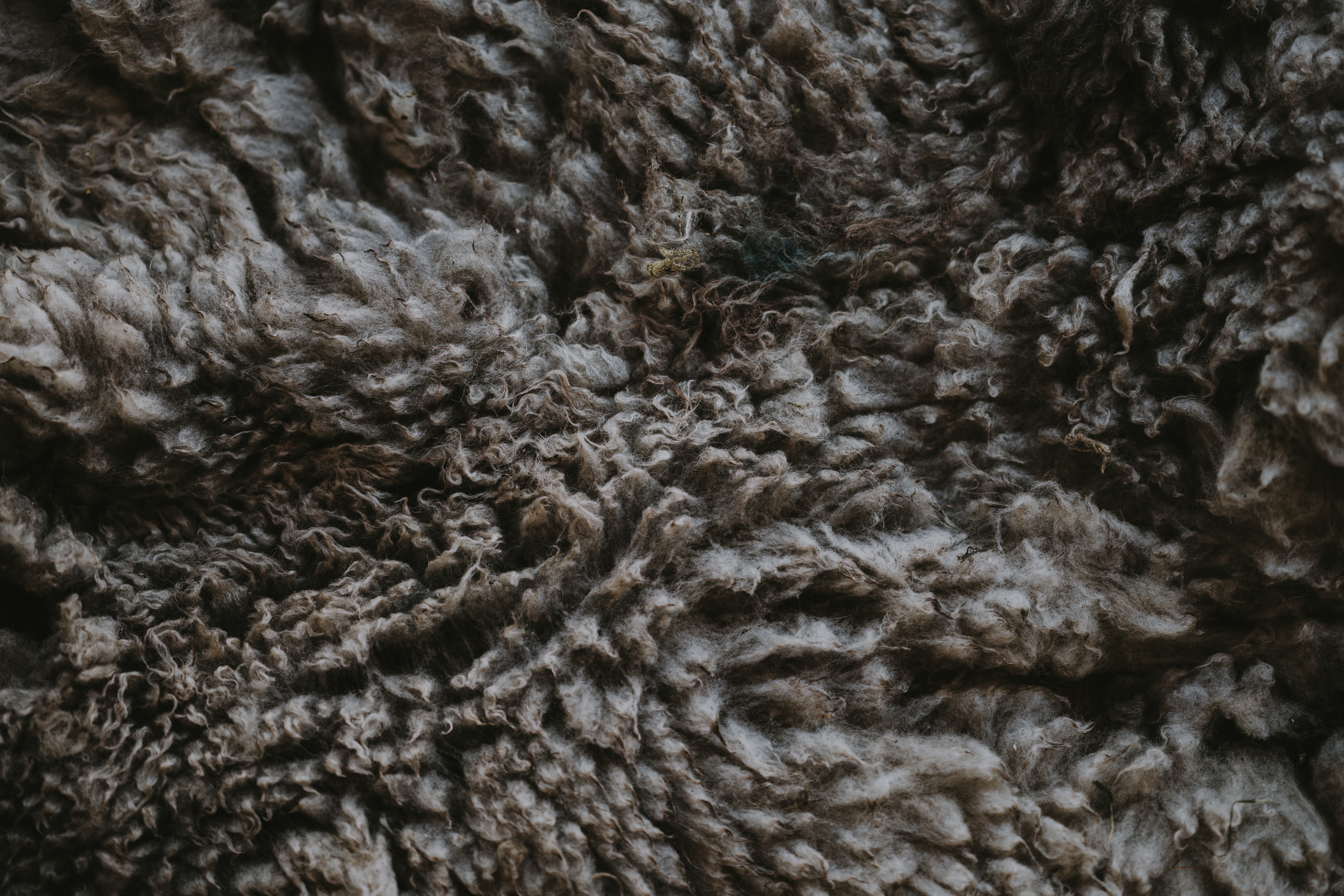A sheep's fleece'