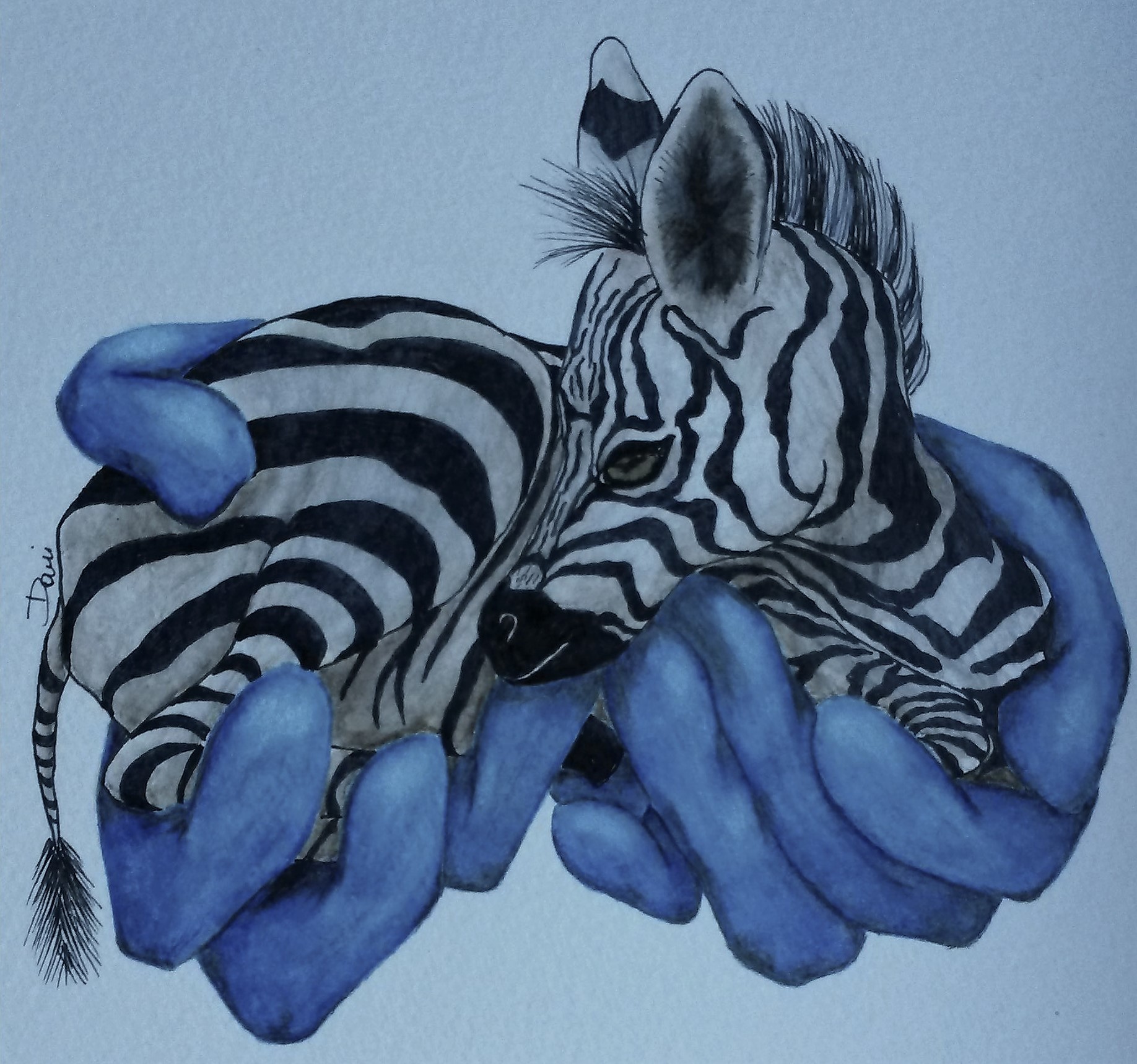 Zebra