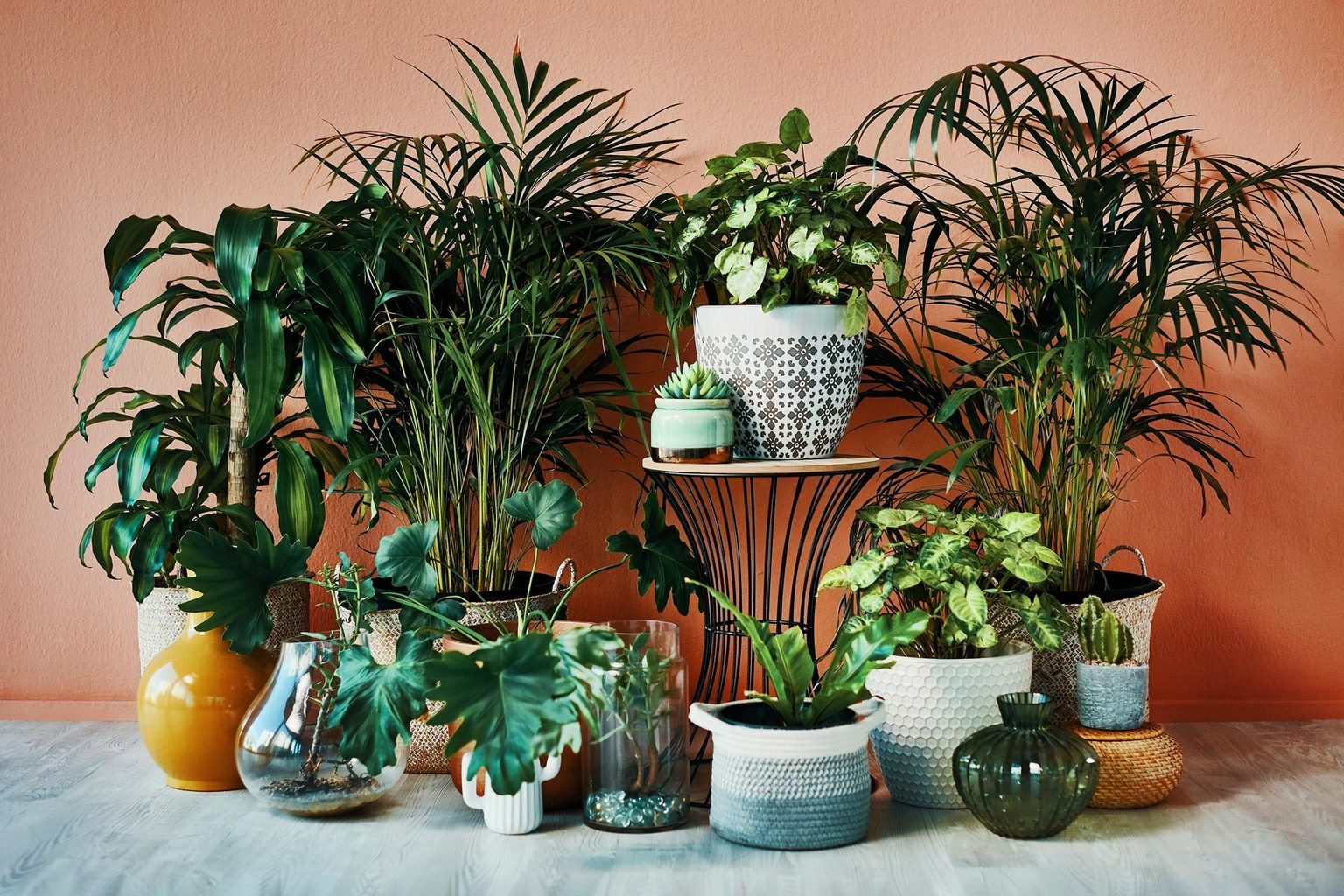Assortment of houseplants