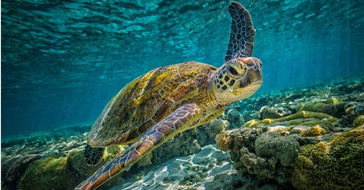 Green Sea Turtle