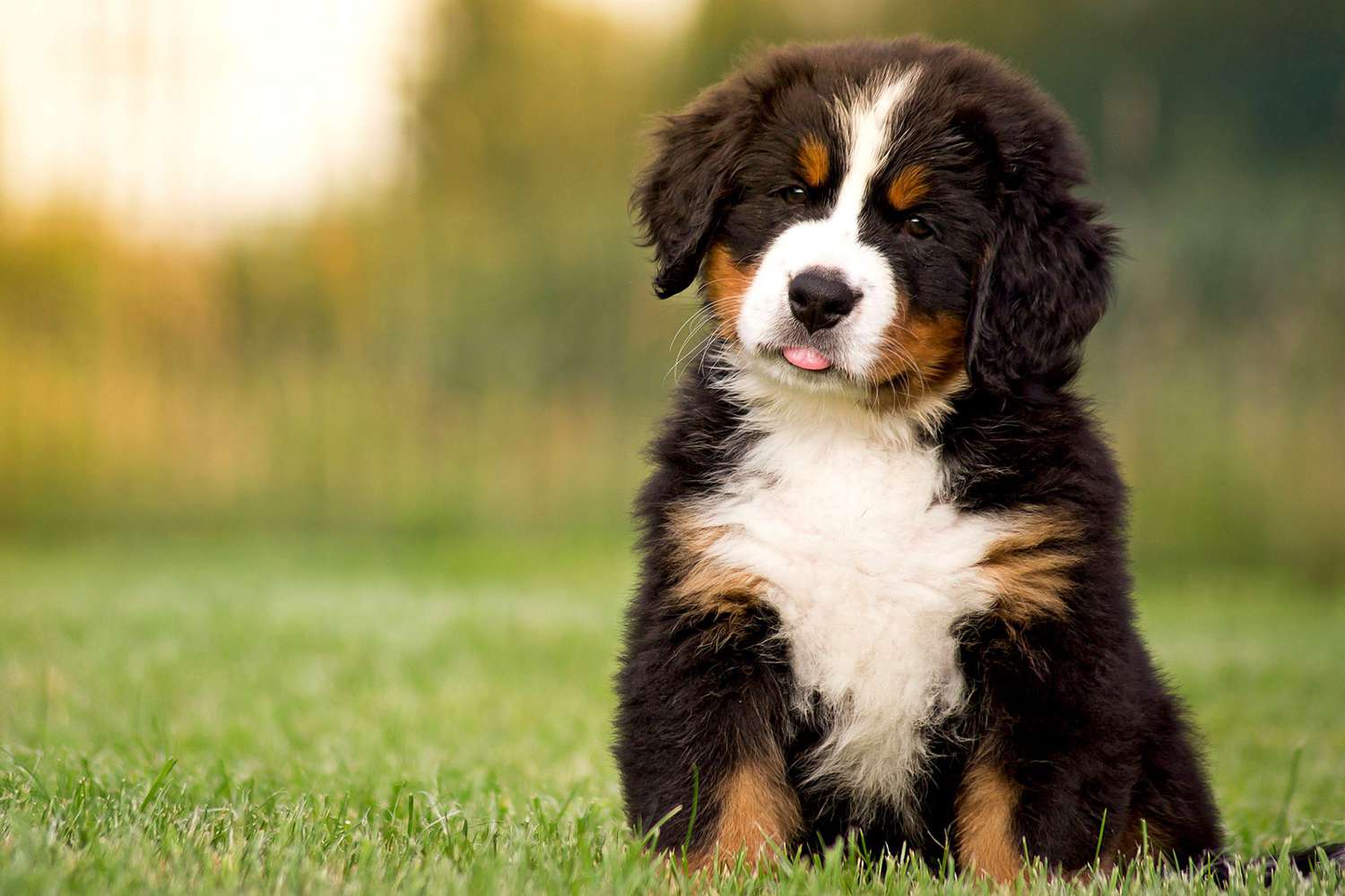 Bernese Mountain Dog