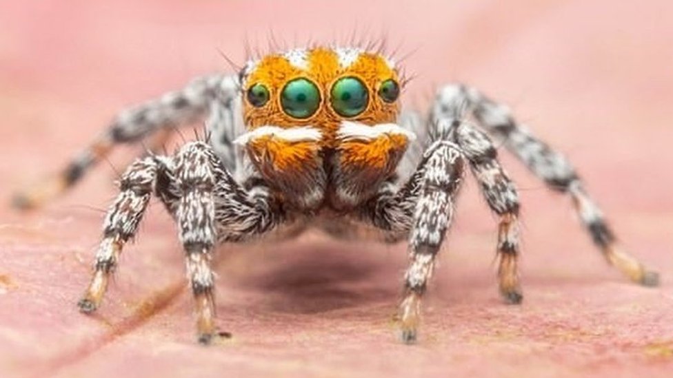 Cute Spider