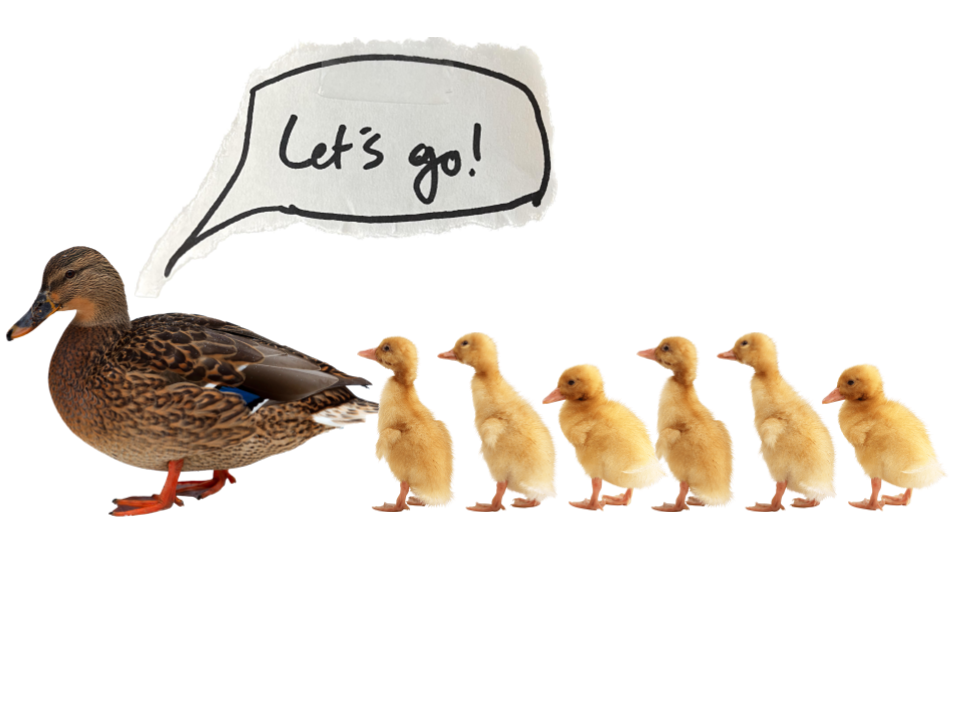 ducklings following mother