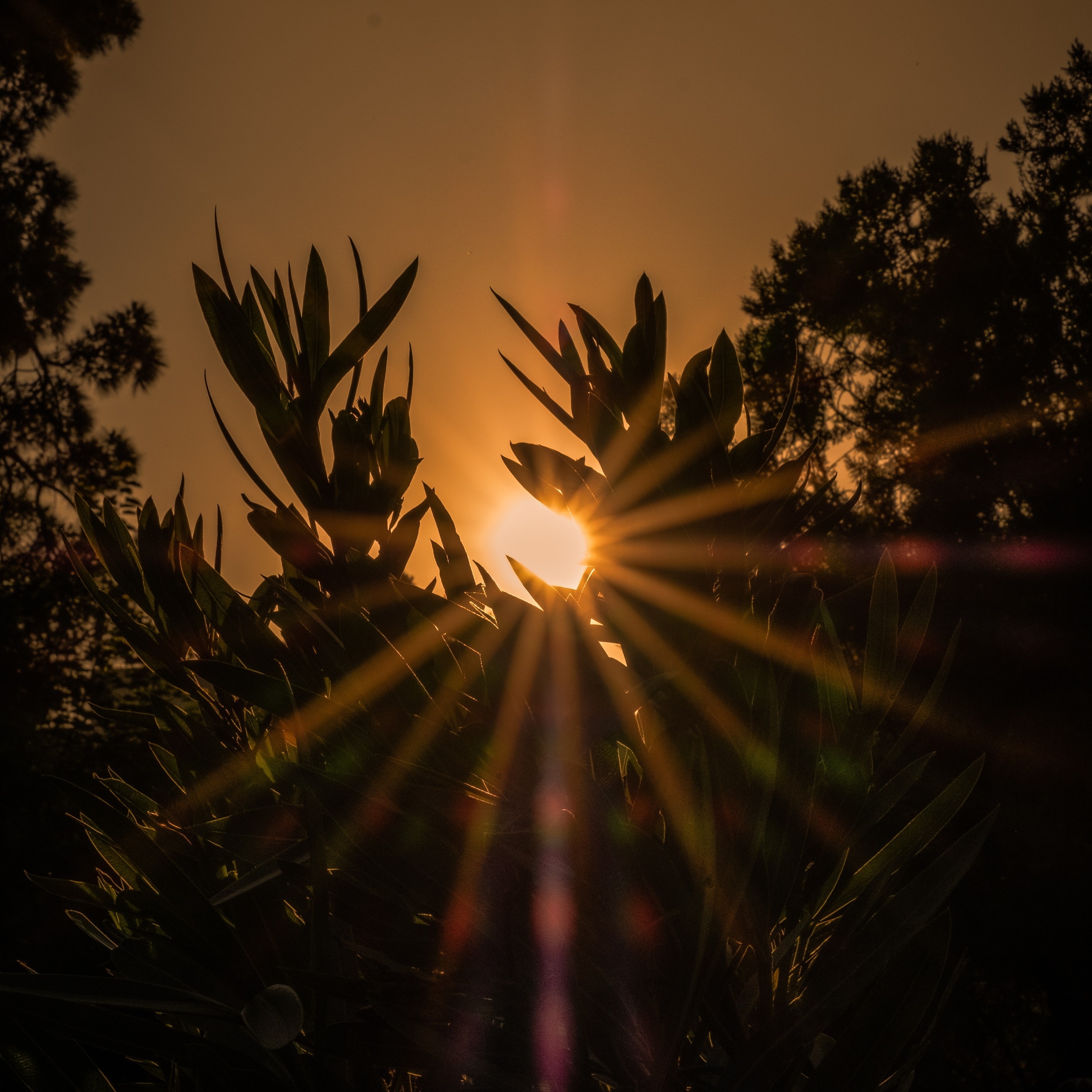 sunlight in palm tree