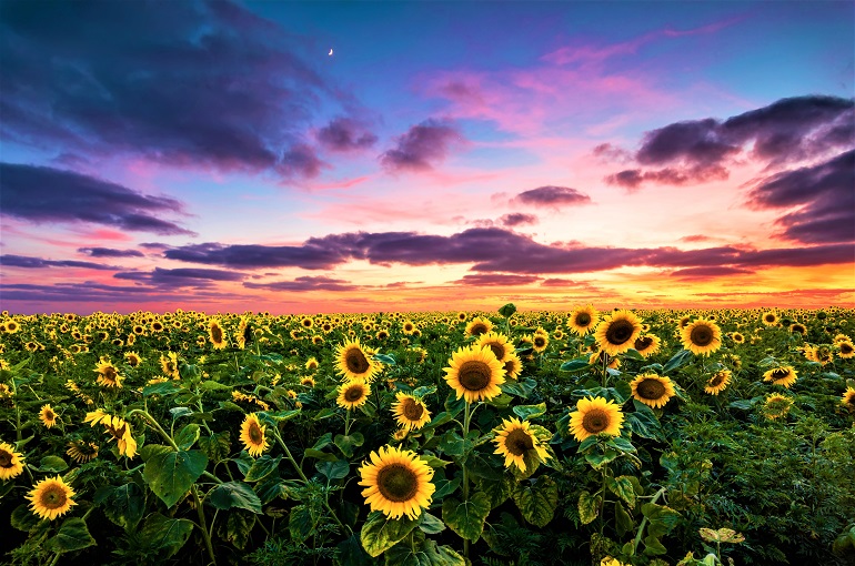 field of sunflowers