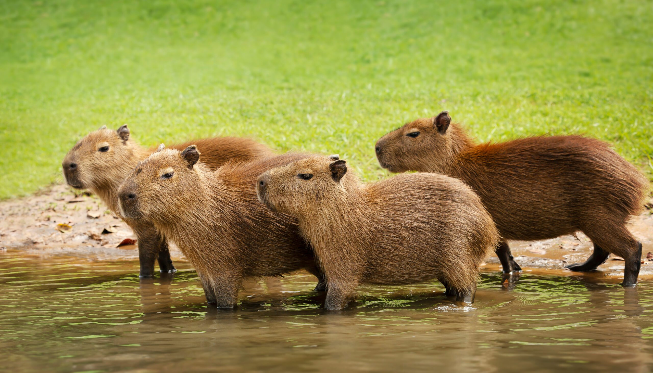 Capybaras in a pond.