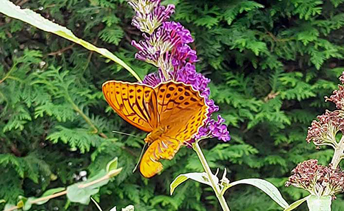 butterfly kaisermantel