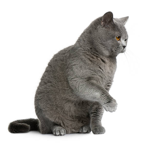 british shorthair sitting