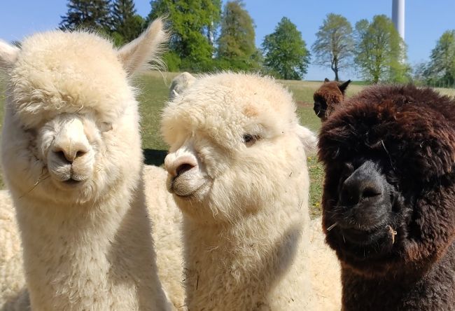 Alpakas