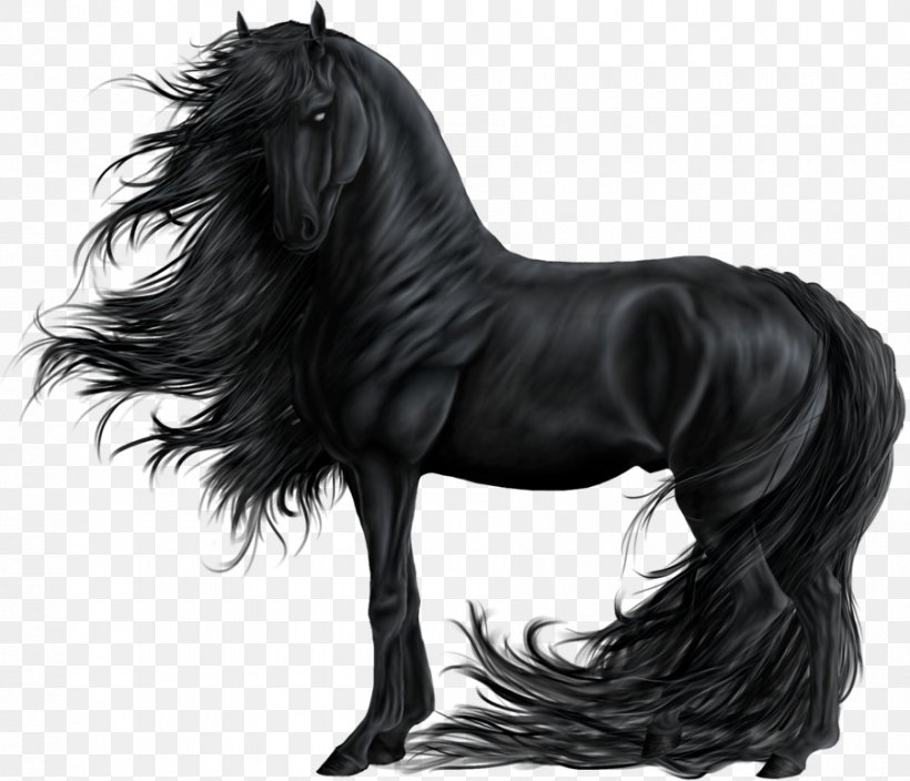 Friesian black horse