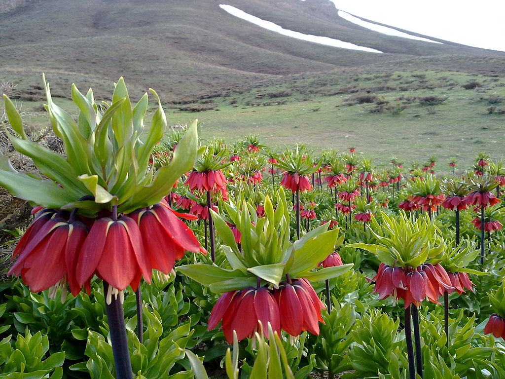 Crown Imperial Flowers