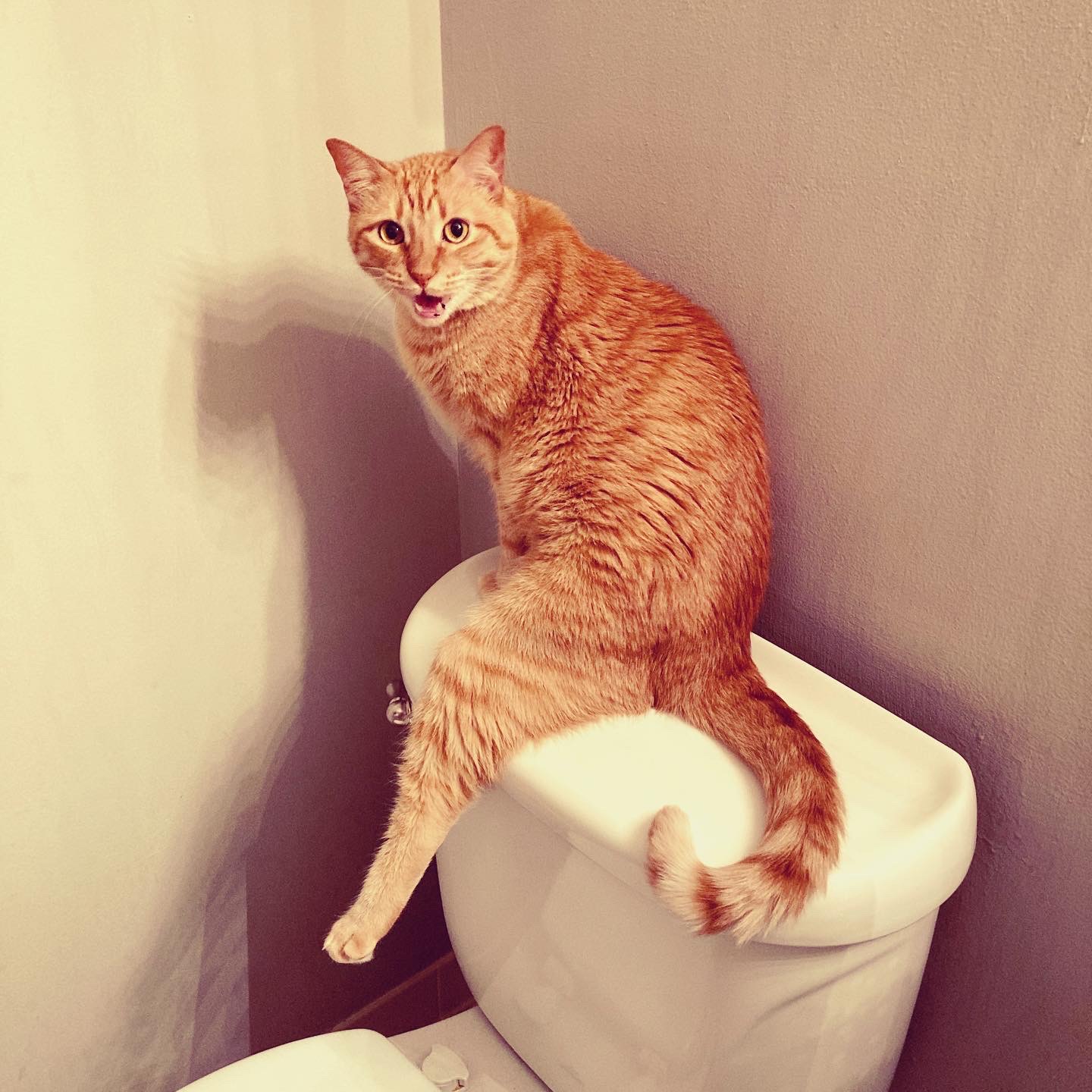 Orange cat sits on the back of toilet with left leg prominently displayed.