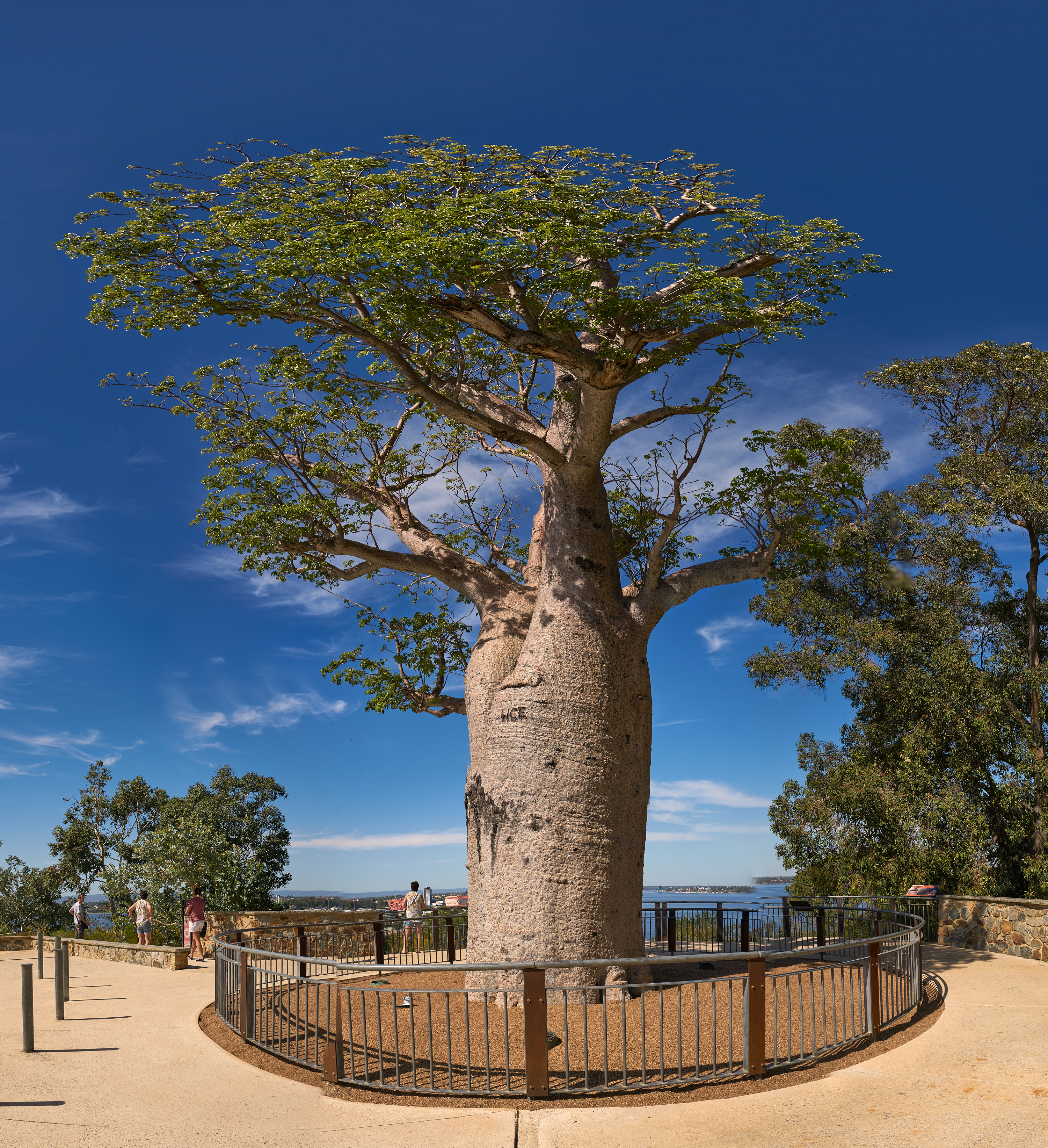 Boab Tree in Kings Park