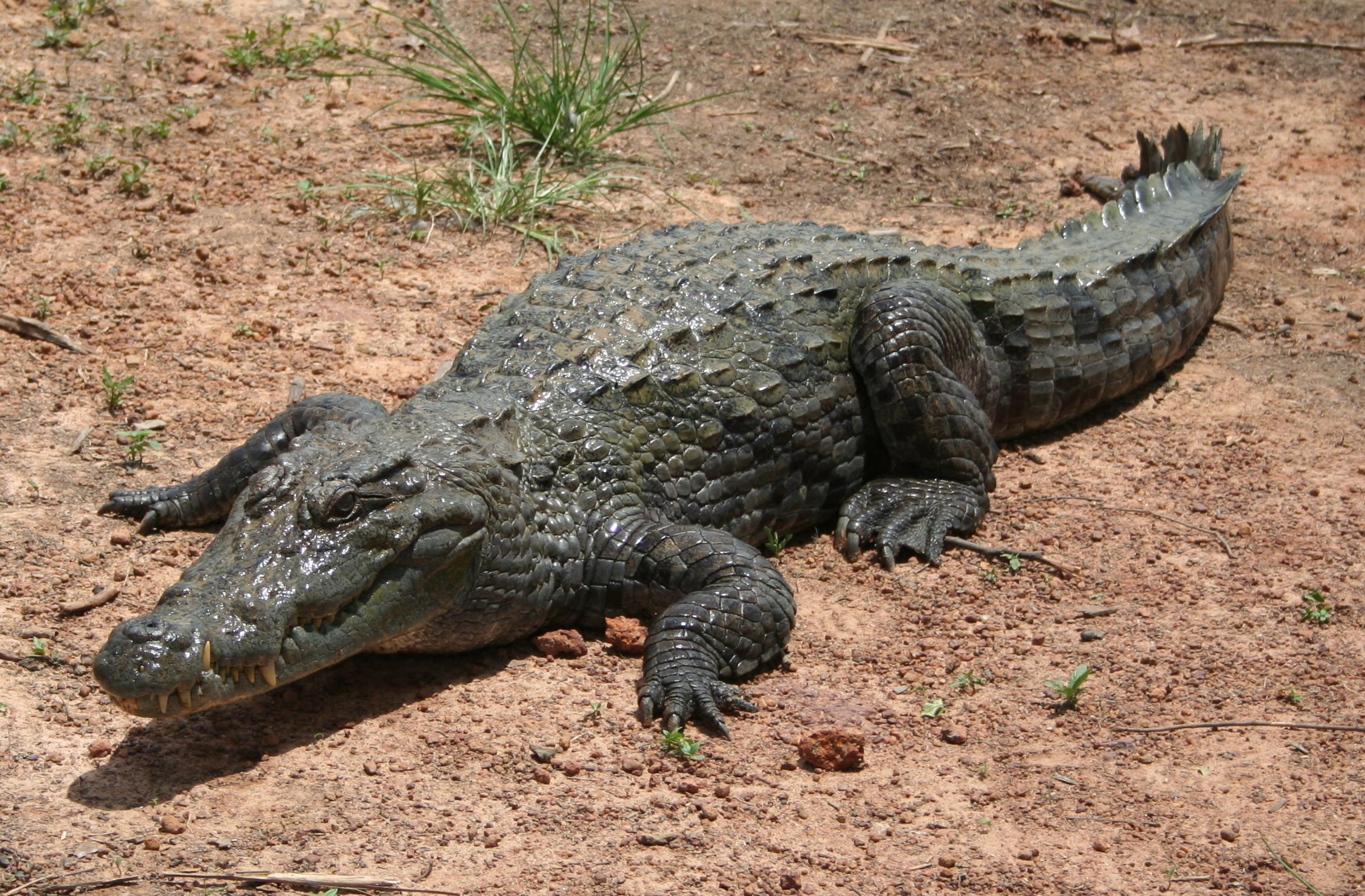 Sacred-crocodile