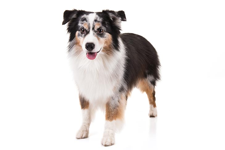 Miniature Australian Shepherd, also known as an American Shepherd