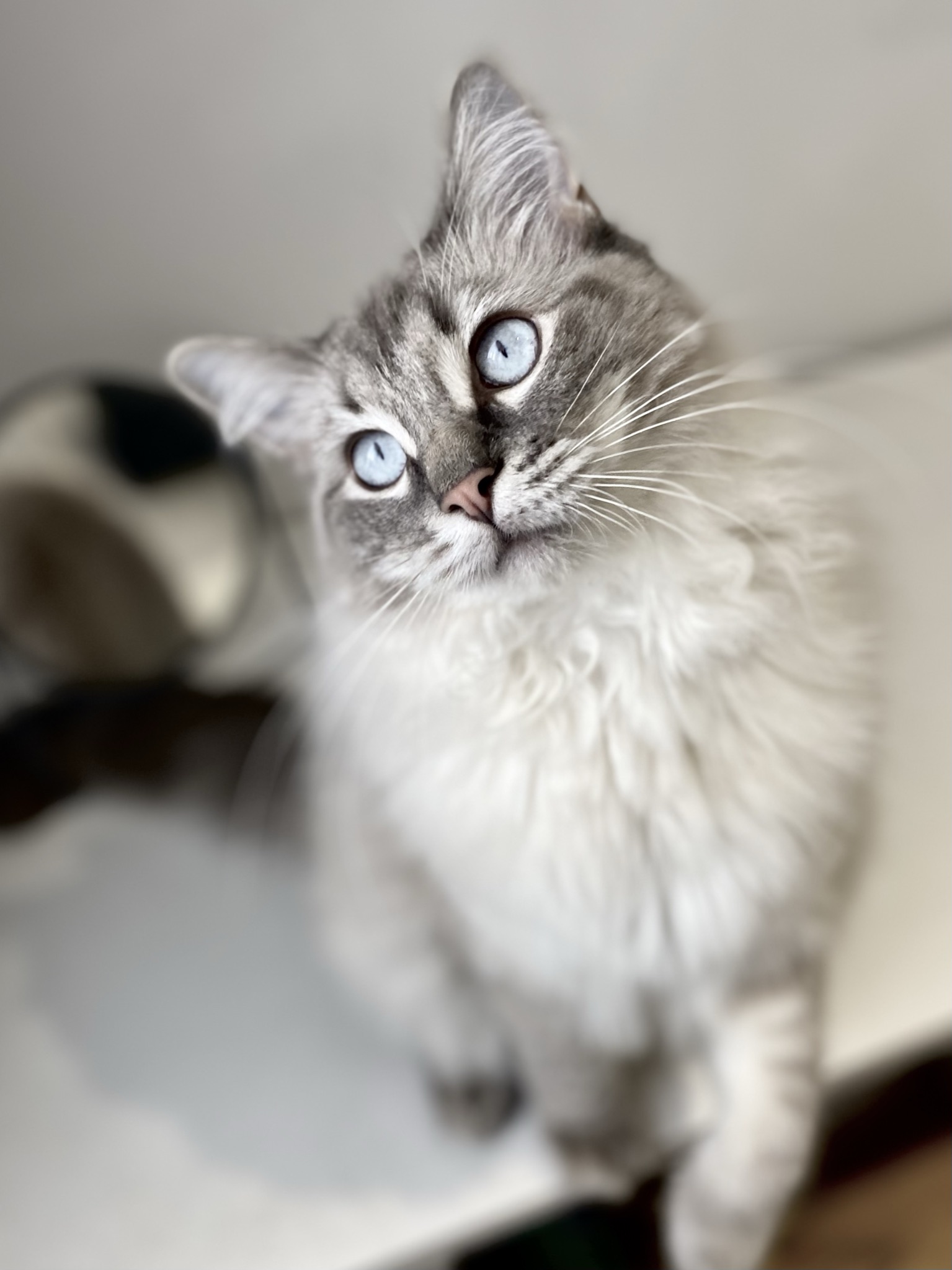 A ragdoll cat