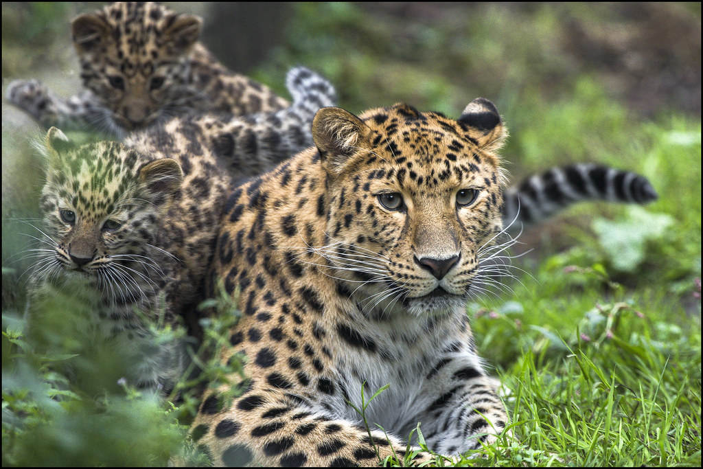 Amur