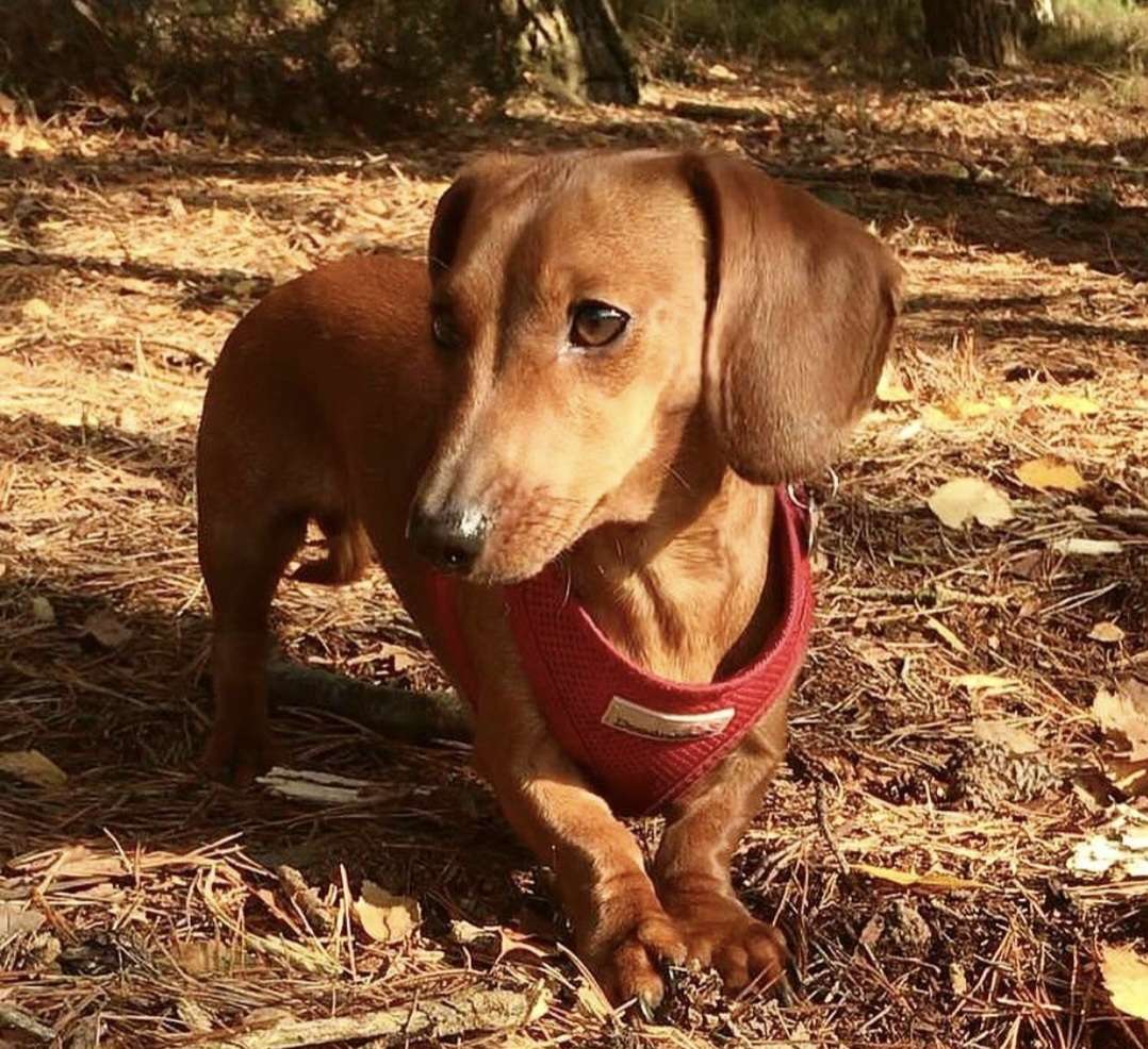 dachshund-dog