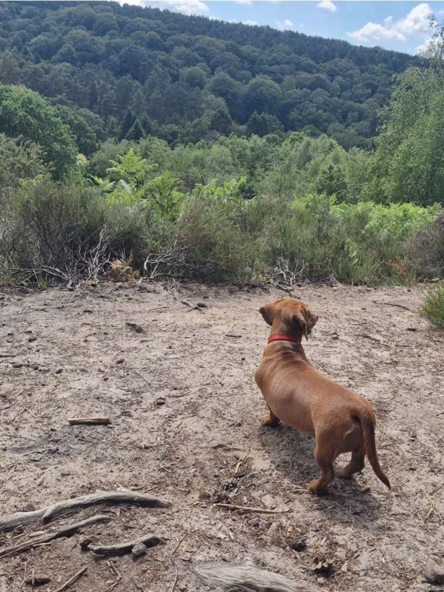dachshund-overlooking-forest