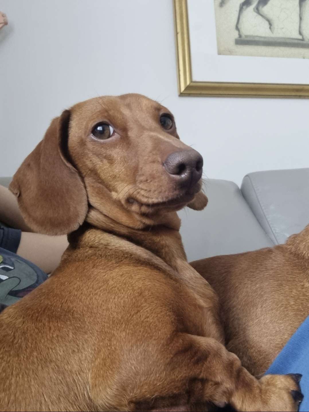 dachshund-face