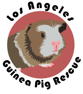 Guinea Pig Rescue