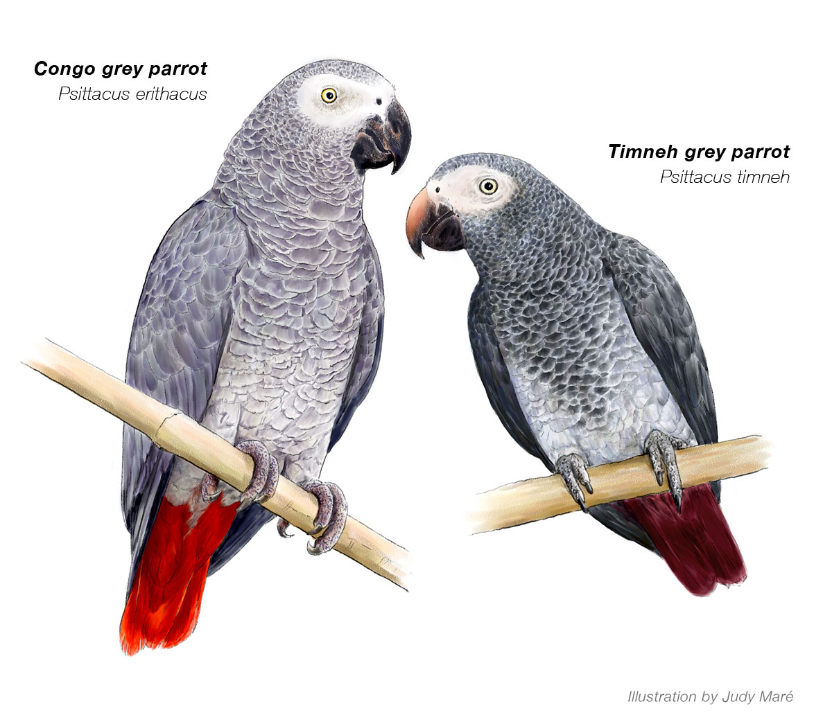 Parrots