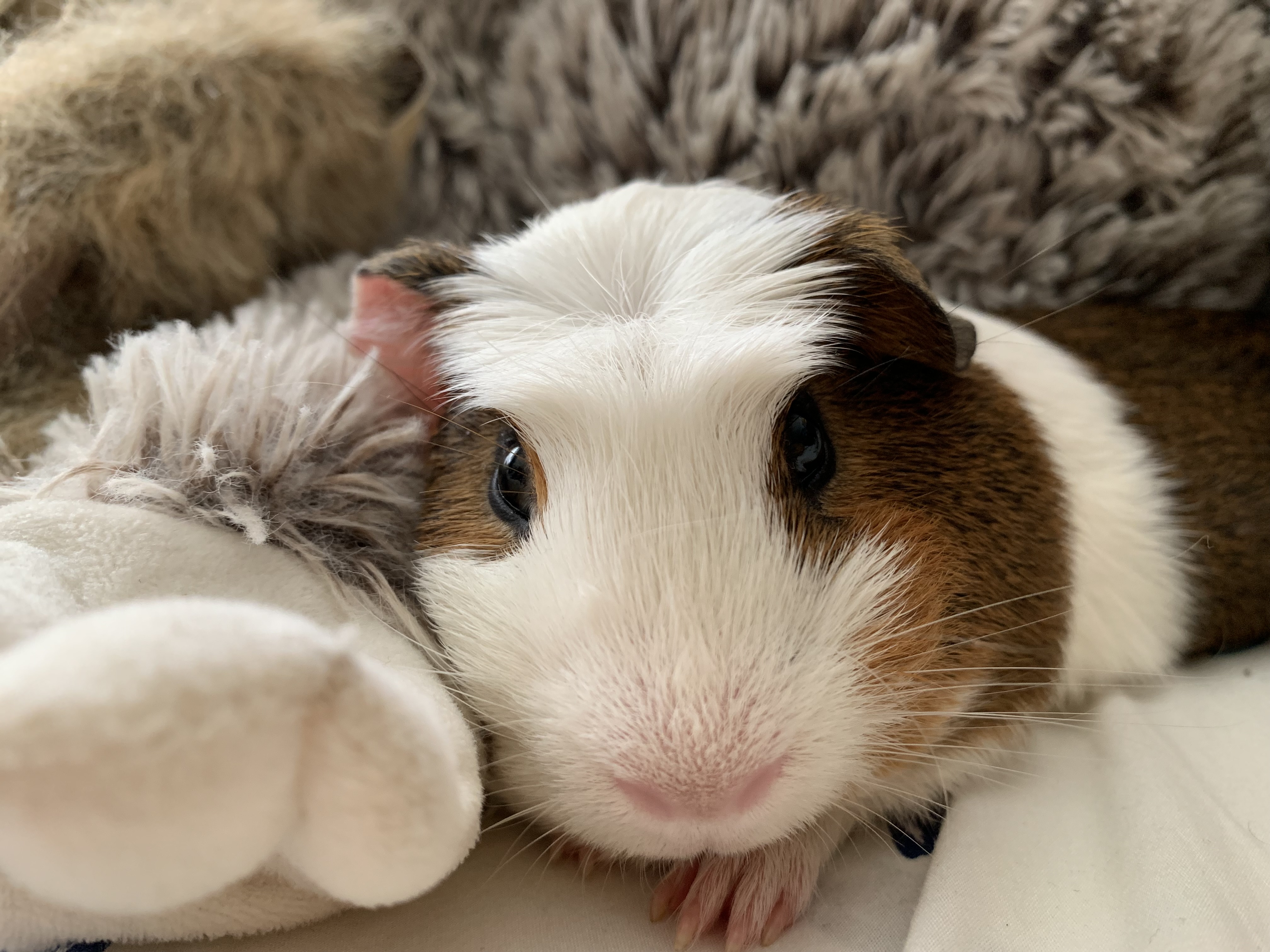 Guinea Pig