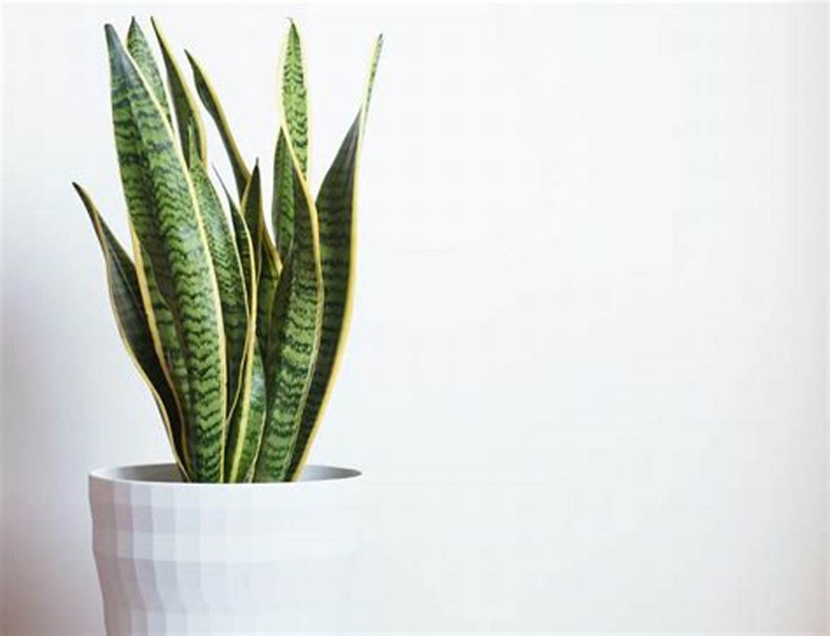 Snake plant