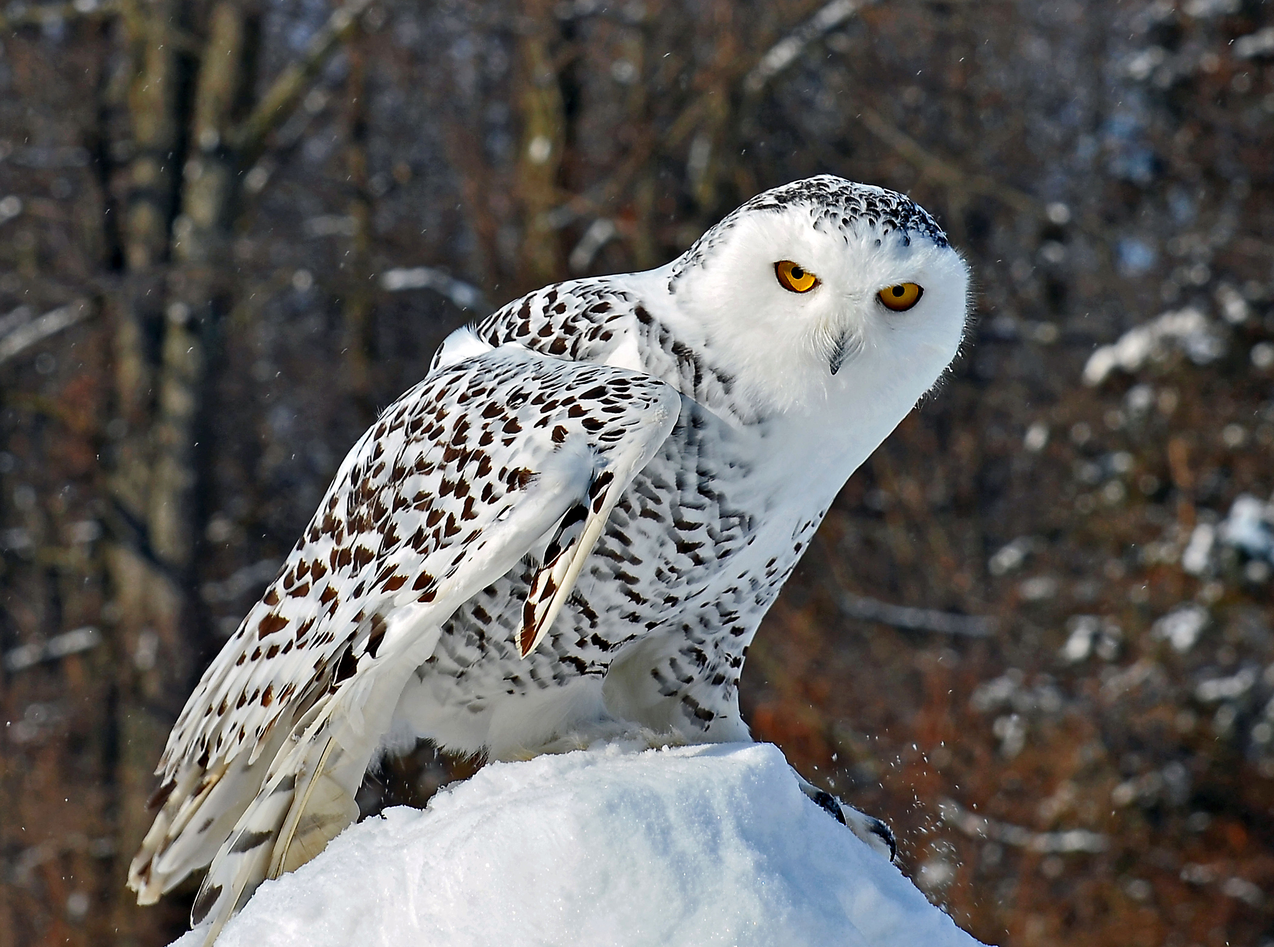 Snowy Owl