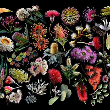 Australiana Ed. 3 of 3, by Nadia Culph