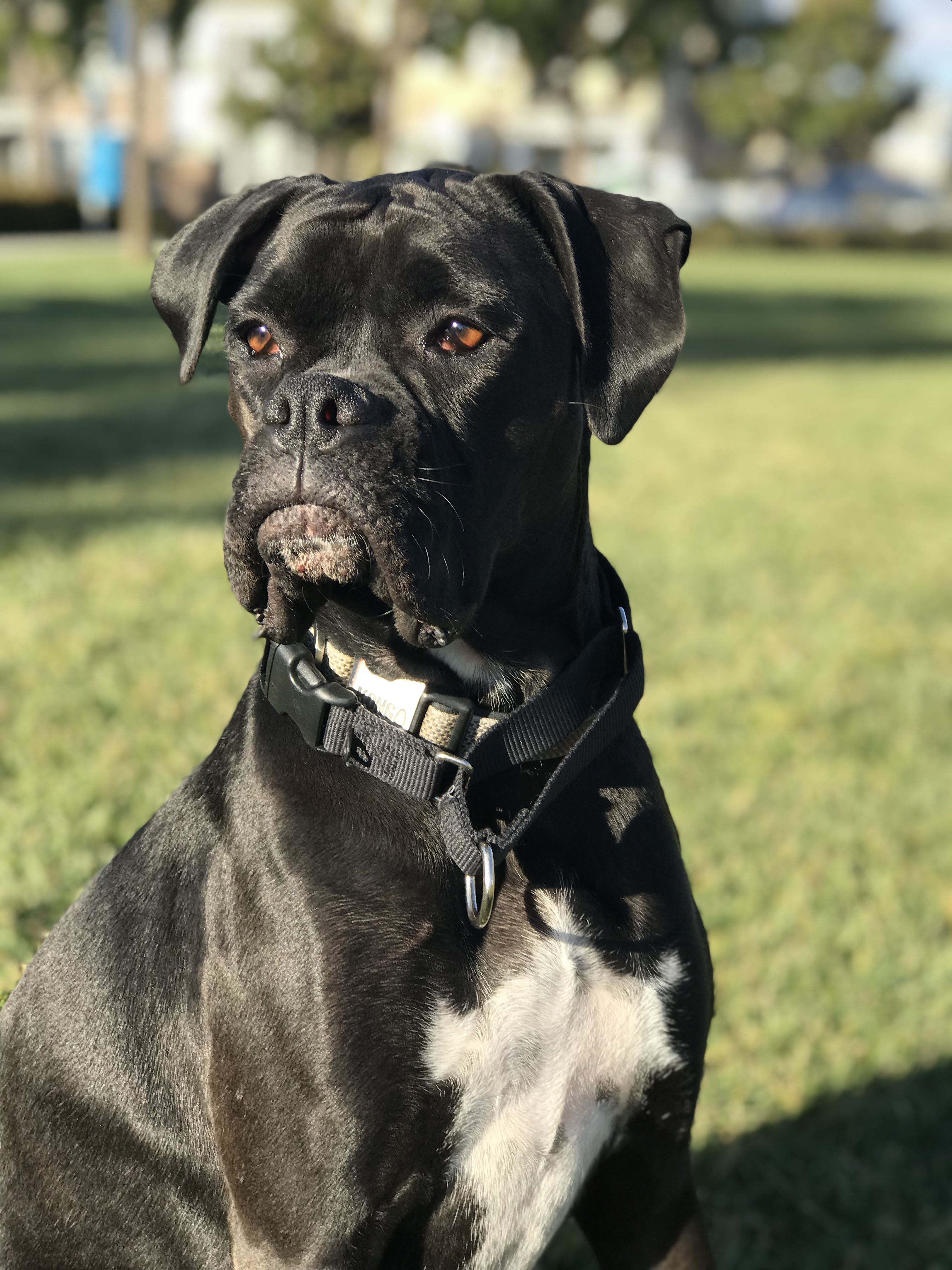 Black boxer