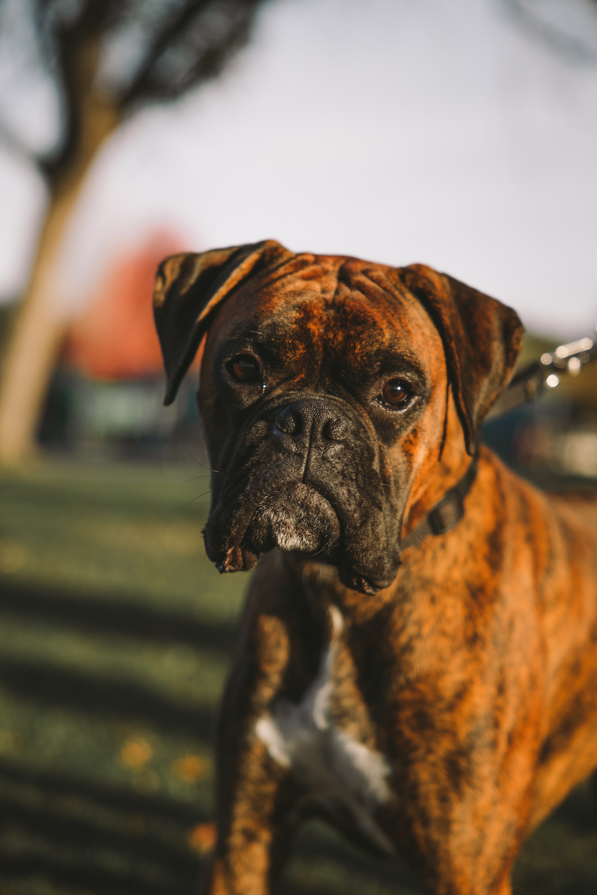 brindle boxer