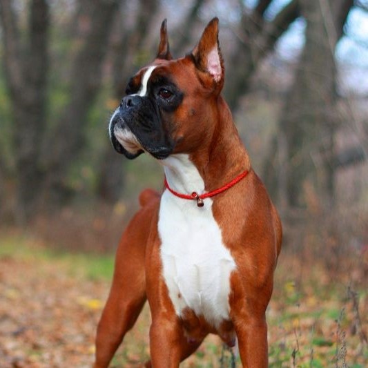 Boxer dog