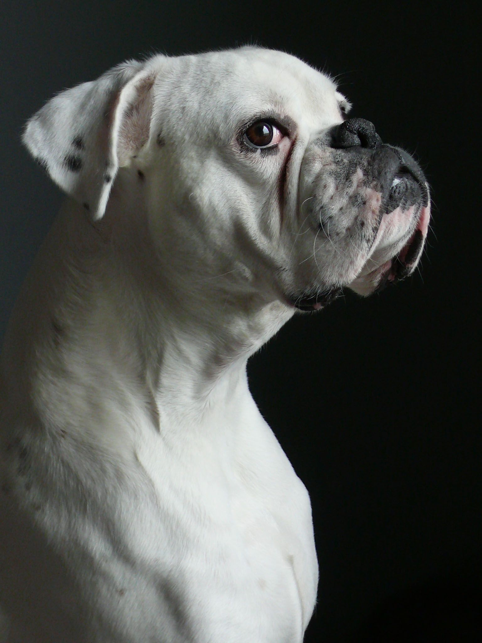 white boxer