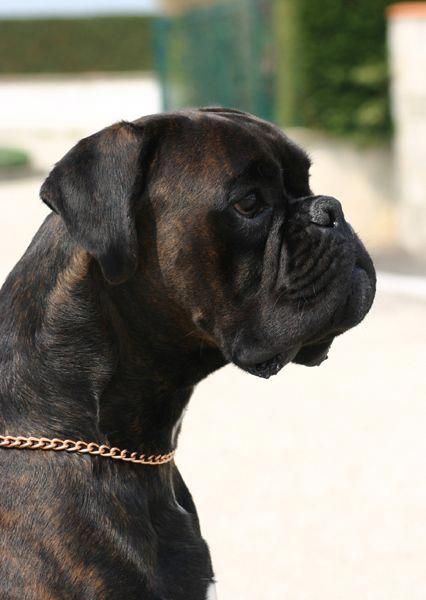 reverse brindle boxer