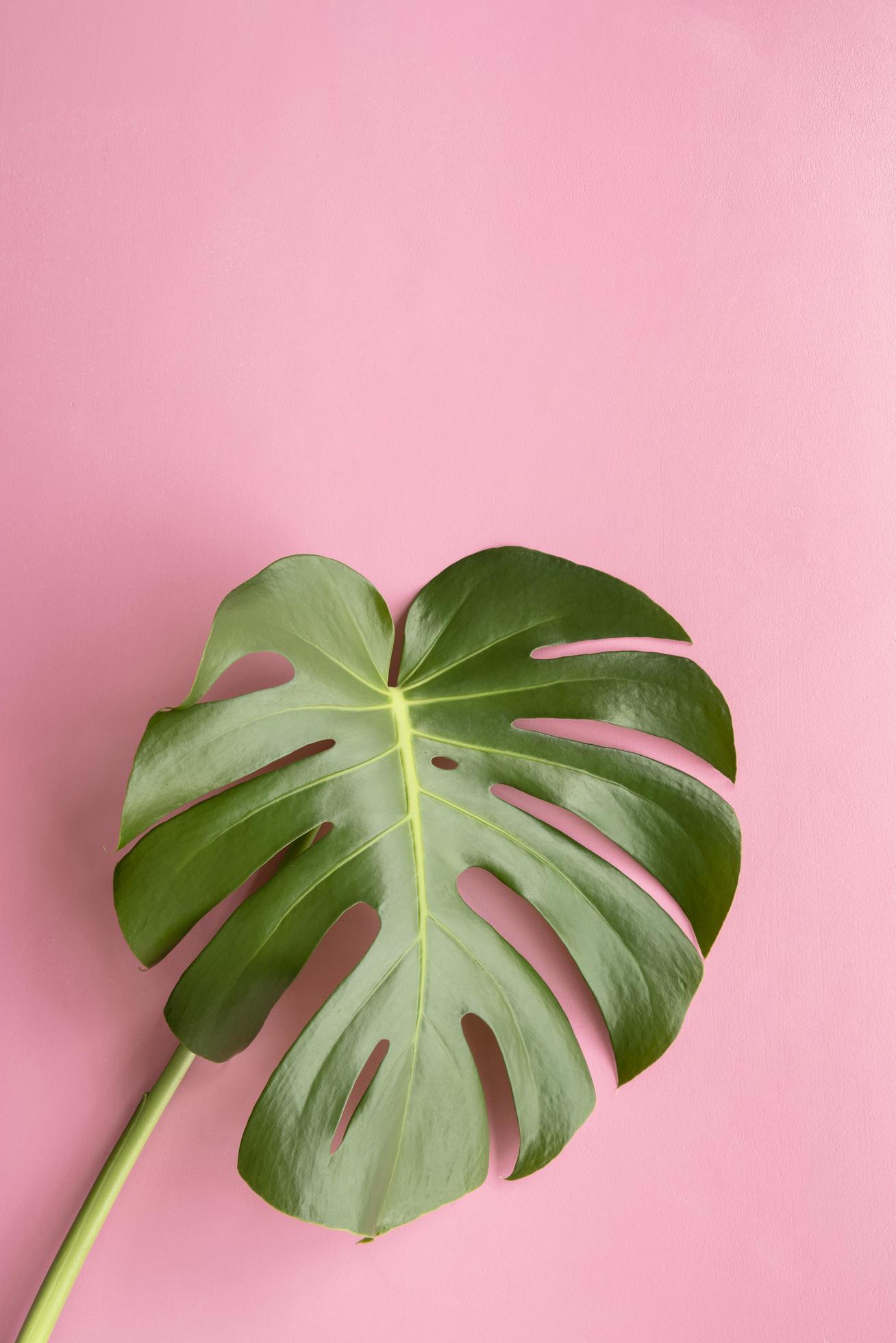 Monstera deliciosa