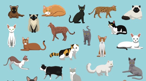 cat breeds